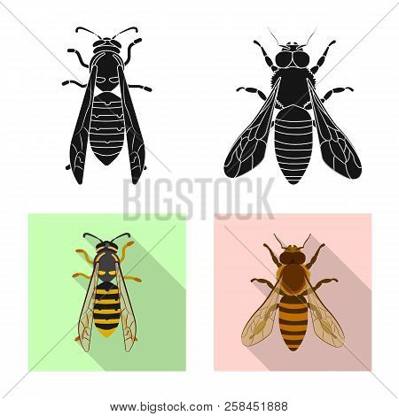 Vector Design Of Insect And Fly Icon. Set Of Insect And Element Vector Icon For Stock.