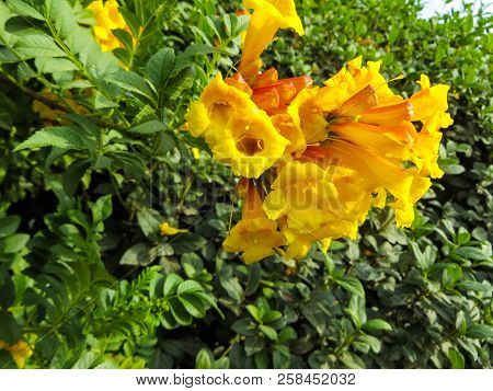 Beautiful Flowers Of Kampsis Of Large Yellow Color