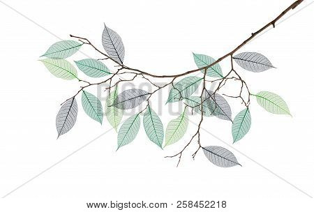 Stylized Branch With Skeleton Of Leaves Isolated On White Background. Concept Of Illusion Of Spring.