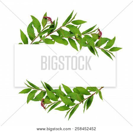 Waved Frame From Green Leaves And Small Pink Flowers With Empty Card For Text Isolated On White Back