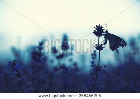 Lavender Flowers Field With Big Buterfly Shadows