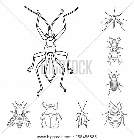 Vector Design Of Insect And Fly Icon. Set Of Insect And Element Vector Icon For Stock.