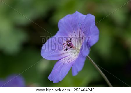 Closeup Of The Stamens Of The Geranium Rozanne Plant