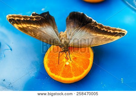 Eryphanis Automedon, Aka Automedon Giant Owl Is A Tropical Butterfly. Here Shown While Eating From A