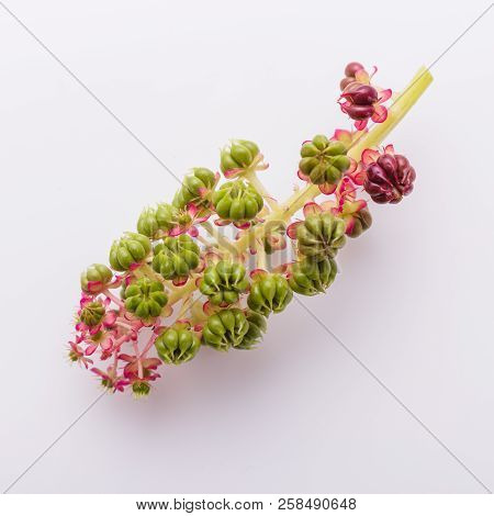 Phytolacca Americana On A White Acrylic Background