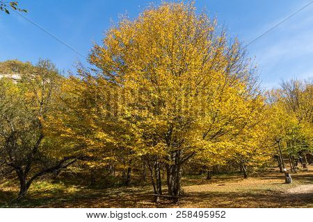 Autumn Landscape With Yellow Trees Near Devil Town In Radan Mountain, Serbia