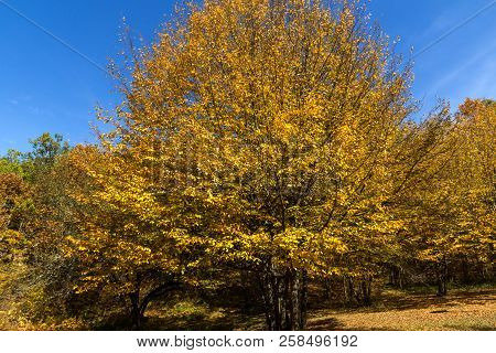 Autumn Landscape With Yellow Trees Near Devil Town In Radan Mountain, Serbia