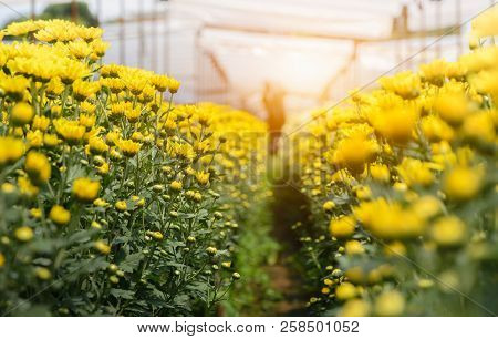 Yellow Chrysanthemum Flower With Sunlight