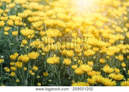 Small Yellow Chrysanthemum Flower With Sunlight On Vintage Tone, Selective Focus