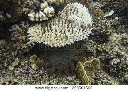 Crown Of Thorns Starfish Eating Corals  In Indonesia