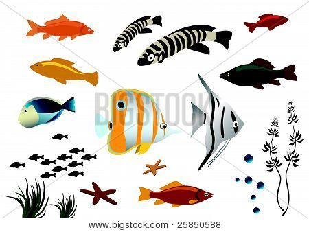 Poissons tropicaux colorés sur fond blanc