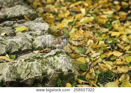 Inconspicuous Young Sparrow On A Background Of Natural Stone And Yellow Autumn Leaves
