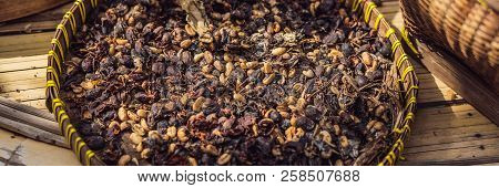 Kopi Luwak Or Civet Coffee, Coffee Beans Excreted By The Civet Banner, Long Format
