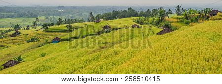 Beautiful Jatiluwih Rice Terraces Against The Background Of Famous Volcanoes In Bali, Indonesia Bann