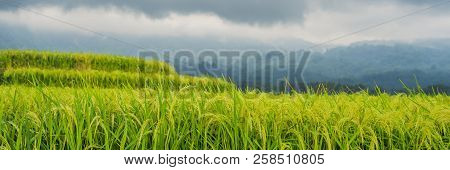 Beautiful Jatiluwih Rice Terraces Against The Background Of Famous Volcanoes In Bali, Indonesia Bann