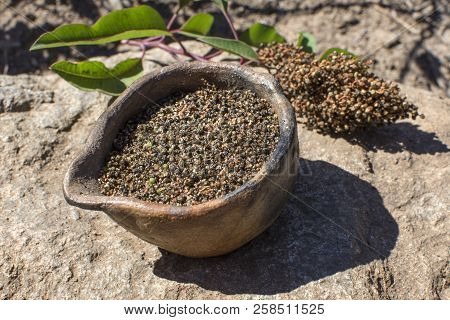Primitive Clay Bowl Filled With Fresh Harvested Malosma Laurina Laurel Sumac Seed On Rock Outdoors
