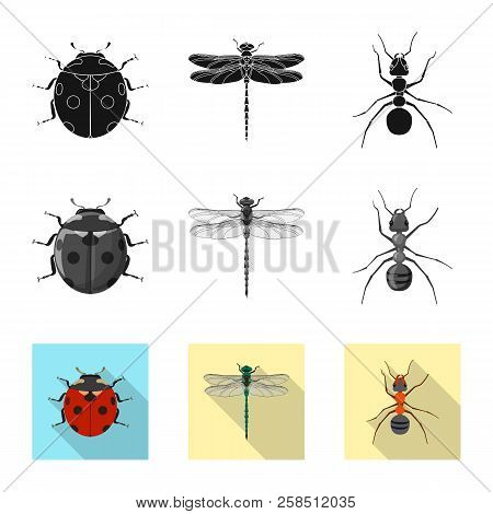Isolated Object Of Insect And Fly Icon. Collection Of Insect And Element Stock Vector Illustration.