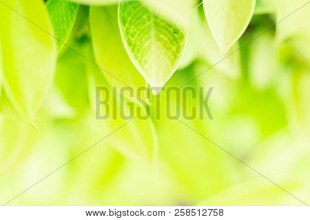 Green Leaf In The Morning With Sunlight At Garden ,natrural Green Plants. Image Use For Background C