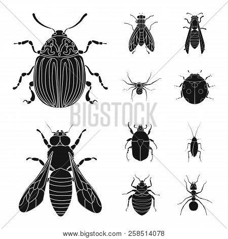Isolated Object Of Insect And Fly Symbol. Set Of Insect And Element Stock Symbol For Web.