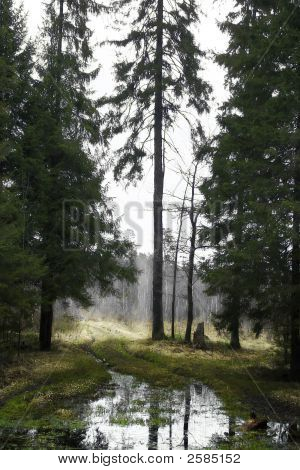 Frühling Forstweg