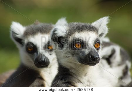 Mignon lémur catta