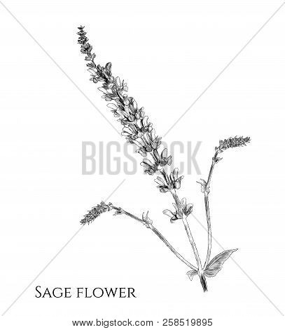 Flower Sage Branch With Appendages, Sketch Vector Graphics Monochrome Illustration On White Backgrou
