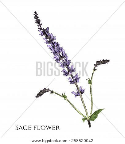 Flower Sage Branch With Appendages, Sketch Vector Graphic Color Illustration On White Background