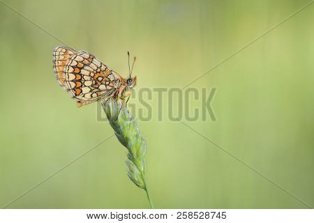 The Beauty Of Butterflies