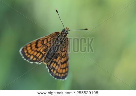Butterfly With A Green Background Out Of Focus.