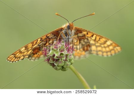 Butterfly With A Green Background Out Of Focus.