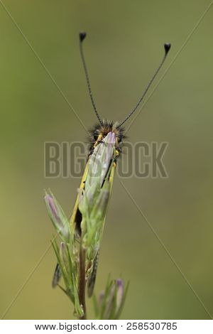 Libelloides Coccajus With A Green Background Out Of Focus.