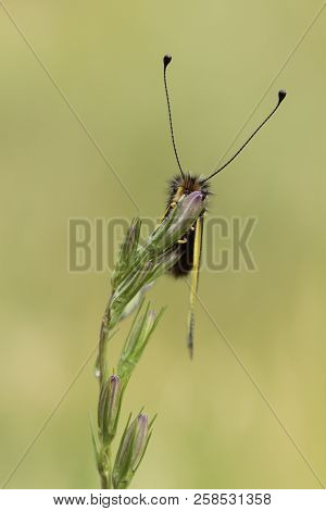 Libelloides Coccajus With A Green Background Out Of Focus.