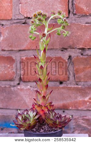 Hens and Chickens in flowerpot. Brick background. Flowering pot.