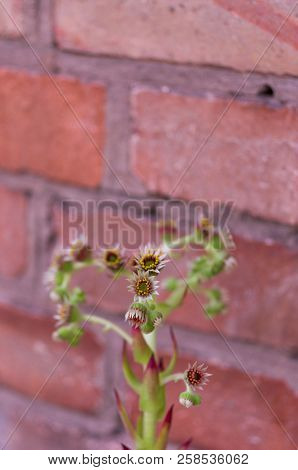 Sempervivum is blooming. Brick background. Vertical shot.