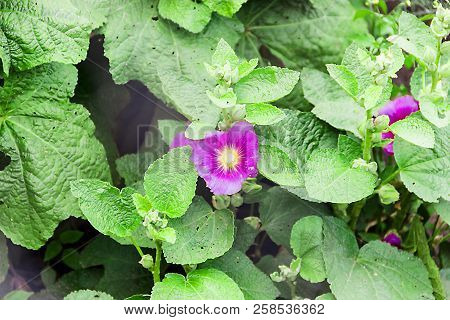 Close-up Of A Lilac Flower Of Globularia Alypum With Sunset Light In Nature