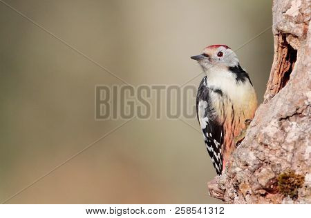 Dendrocopos Medius