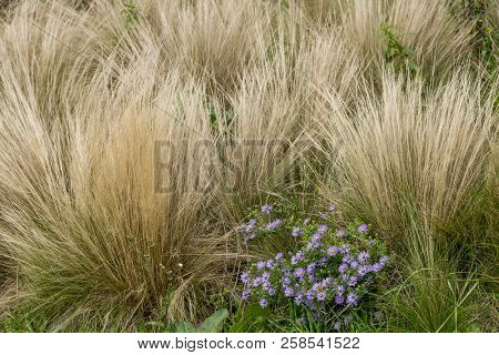 Aster X Frikartii 'mnch' - English Autumn