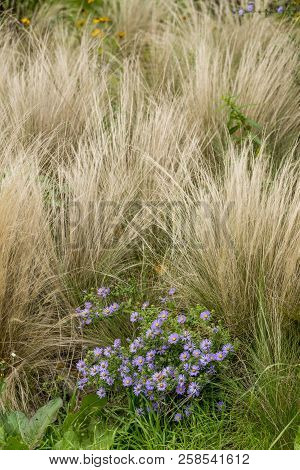 Aster X Frikartii 'mnch' - English Autumn