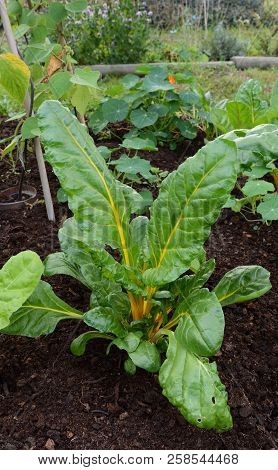 Lush Swiss Chard Plant With Large Green Leaves