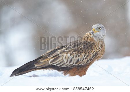 Red Kite (milvus Milvus) In The Snow. Crémenes (león, Spain).