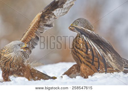 Red Kite (milvus Milvus) In The Snow. Crémenes (león, Spain).