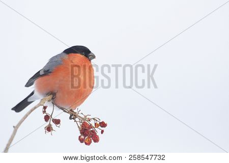 Eurasian Bullfinch (pyrrhula Pyrrhula) In The Snow. Crémenes (león, Spain).