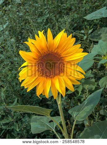 Sunflower Summer Flower Close-up. Agroculture And
 Harvest.