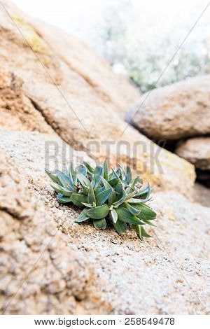 Succulent Growing In Rock In Joshua Tree National Park, California
