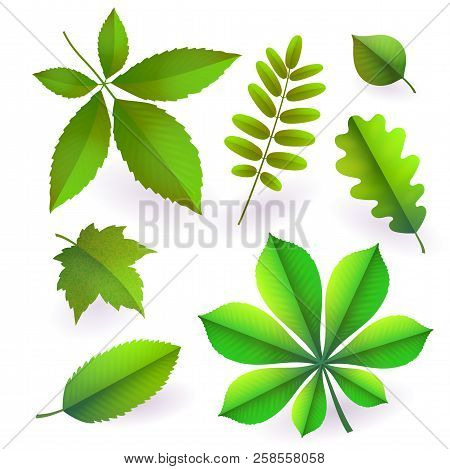Set Of Isolated Bright Green Summer Isolated Leaves. Elements Of Trees. Leaves Of Maple, Chestnut, O