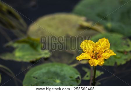 Nymphoides Aurantiacum - Photographed In Changchun, China