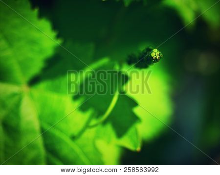 Close Up Of Branch Of Unripe Grape. Very Young And Unripe Wine Grapes And Leaves