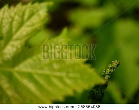Young Grape Leaves, Checking Of Growth. Young Wine Grapes In Nature.