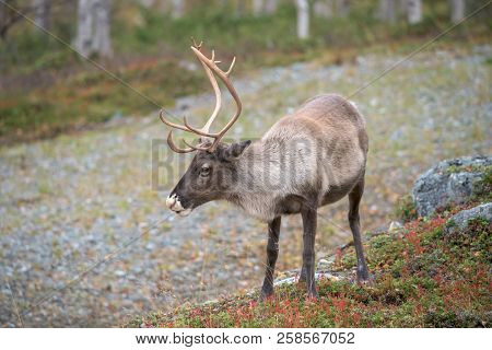 Young Reindeer Looking At The Camera - Close Up