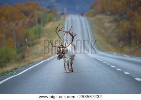 Adult Male Of Reindeer With Huge Antlers Going Along The Road - (rangifer Tarandus)